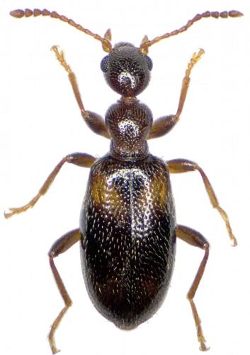 Réf. 223 768 : Cyclodinus constrictus